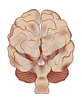 Parts of the human brain. Back view.